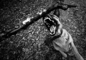 dog bite lawyer in Anderson, IN